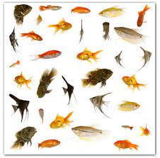 Dari semua jenis dan harga ikan hias ada juga yang dapat anda pelihara dalam satu wadah dan ada juga jenis ikan hias air tawar aquarium yang hanya khusus satu jenis saja, jadi kalau dicampur. Teknologi Budidaya Ikan Hias Zona Ik N