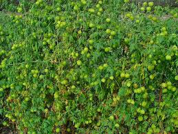 Image result for Cardiospermum