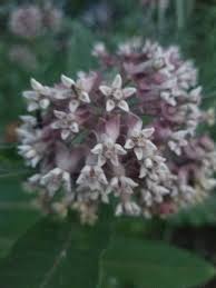Image result for Asclepias ameliae
