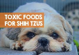 Your breeder made sure he was kept warm and comfortable. 25 Bad Foods That Are Poisonous Toxic To Shih Tzus