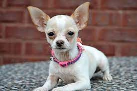 Zero waste ebook about how you can begin to be zero waste. Southington Ct Chihuahua Meet Diva A Pet For Adoption