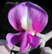 Image result for Philenoptera bussei