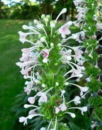 Image result for Motandra paniculata