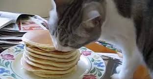It's not really a bad smell, because being a cat she's clean, but it is strange. Can Cats Eat Pancakes Or They Are Not Safe Pet Care Advisors