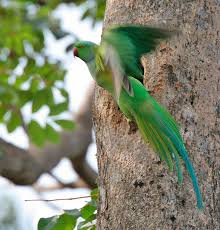 Perruche A Collier Psittacula Krameri Oiseaux Exotiques
