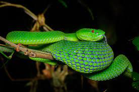 New boy sserunkuma eyeing vipers title win after debut goal. Trimeresurus Popeiorum Wikipedia