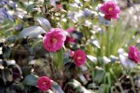 We did not find results for: How To Grow Camellias Gardening Channel