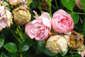 2020 popular 1 trends in home & garden, beauty & health, weddings & events, jewelry & accessories with rose petals rose petals and 1. Rose Insects Diseases The Garden Website Com