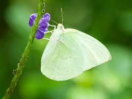 Las Mariposas Y Sus Creencias Para La Buena Suerte Elena Sevilla
