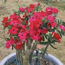 Image result for Adenium swazicum