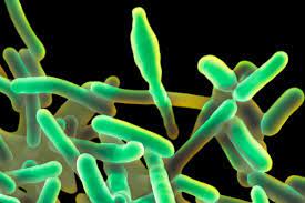 Read about diagnosis, treatment, prevention. Everything You Need To Know About The Hospital Food Listeria Outbreak New Scientist