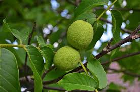 This substance is also found in the tree's leaves and fruit husks. Nuts Walnut Tree Free Photo On Pixabay