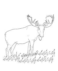 Click the moose coloring pages to view printable version or color it online (compatible with ipad and android tablets). Moose Coloring Pages Coloring Home