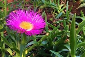 Image result for Carpobrotus