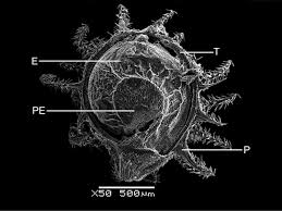 Image result for Lophiocarpus tenuissimus