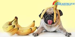 Can Dogs Eat Bananas Updated January 2019 Best Dog Food Can Dogs Eat Bananas Dog Food Recipes