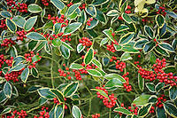 We did not find results for: Ilex Holly Images Jason Ingram