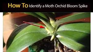 This article will tell you all you need to know to get your beautiful orchids blooming again and again. Phalaenopsis Orchid Care Tips For Growing The Moth Orchid Phalaenopsis Orchid Care Moth Orchid Orchids