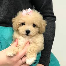 For some reason i am not being notified of new messages. Maltipoo Sold Waggs To Riches