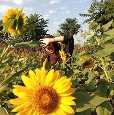 Jadi, kamu bisa punya banyak pilihan untuk liburan di kebun bunga matahari. Paling Bagus 14 Bunga Matahari Di Surabaya Gambar Bunga Indah