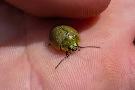 Image result for Paropsia braunii