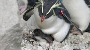 first-penguin-c–1364952