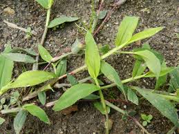 Image result for Digitaria acuminatissima