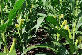 We did not find results for: Baby Corn Farming Information Guide Agri Farming