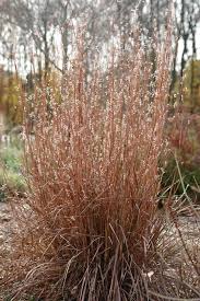 Image result for Schizachyrium brevifolium