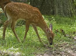 However, even in this case, there will not be a full guarantee of the integrity of plantings. Deer How To Identity And Keep Deer Out Of Your Garden The Old Farmer S Almanac