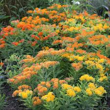 Image result for Asclepias
