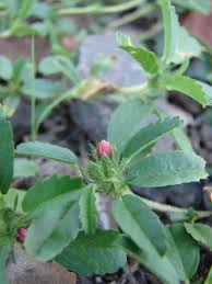 Image result for Sida serratifolia