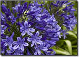 Allium Ampeloprasum Agapanthus Easy To Grow Bulbs Bulb Flowers