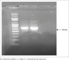 Image result for Isoberlinia tomentosa