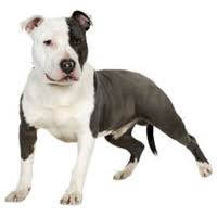 Contrary to its tough appearance, the stafford is a gentle, loyal, and highly affectionate dog breed. Breed Staffordshire Bull Terrier