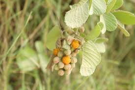 Image result for Rubus ellipticus