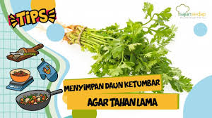 Daun yang berasal dari tanaman coriandrum sativum l ini menghasilkan biji ketumbar yang sering digunakan dalam bumbu masakan. Tips Menyimpan Daun Ketumbar Biar Tetap Awet Youtube