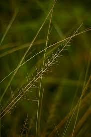 Image result for Sporobolus pyramidalis