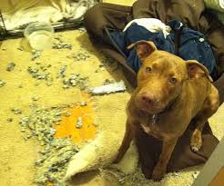 Risultati immagini per pitbull ansia da separazione