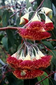 Eucalyptus Flower Tumblr Strange Flowers Unusual Flowers Australian Native Flowers