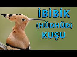 eslerine bagli olan ibibik kusu hudhud youtube