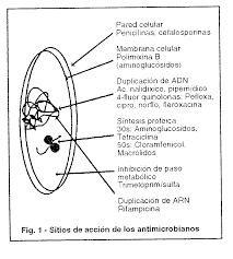 Mecanismos de acción.