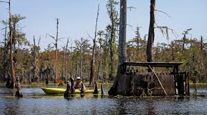 Down on the Bayou | Hakai Magazine