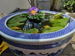 Ponds in permanent shade should be avoided. Fish Pond All In One Singapore Our First Floor