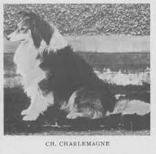 Queen Victoria Collie Rough Collie Collie Dog