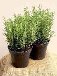 10 Plantes Qui Portent Chance Et Apportent Une Energie Positive Dans La Maison Jardinage En Pots Culture D Herbes Trucs Et Astuces Jardinage