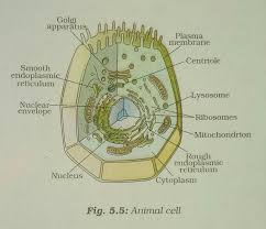 Maybe you would like to learn more about one of these? Plz Give A Simple Diagram Of Plant Cell And Animal Cell For Class 9 Brainly In