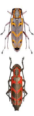 saperda tridentata cerambycidae subfamily lamiinae カミキリムシ 甲虫類 虫