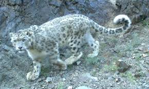 Tigers can and do purr. Group Get Together In The Gobi Snow Leopard Trust