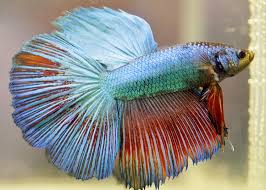Betta fish are anabantids, which means they can breathe the air above the water through their mouths as well as obtain oxygen from the water through their. What Kind Of Water For Betta Fish Aquamantra